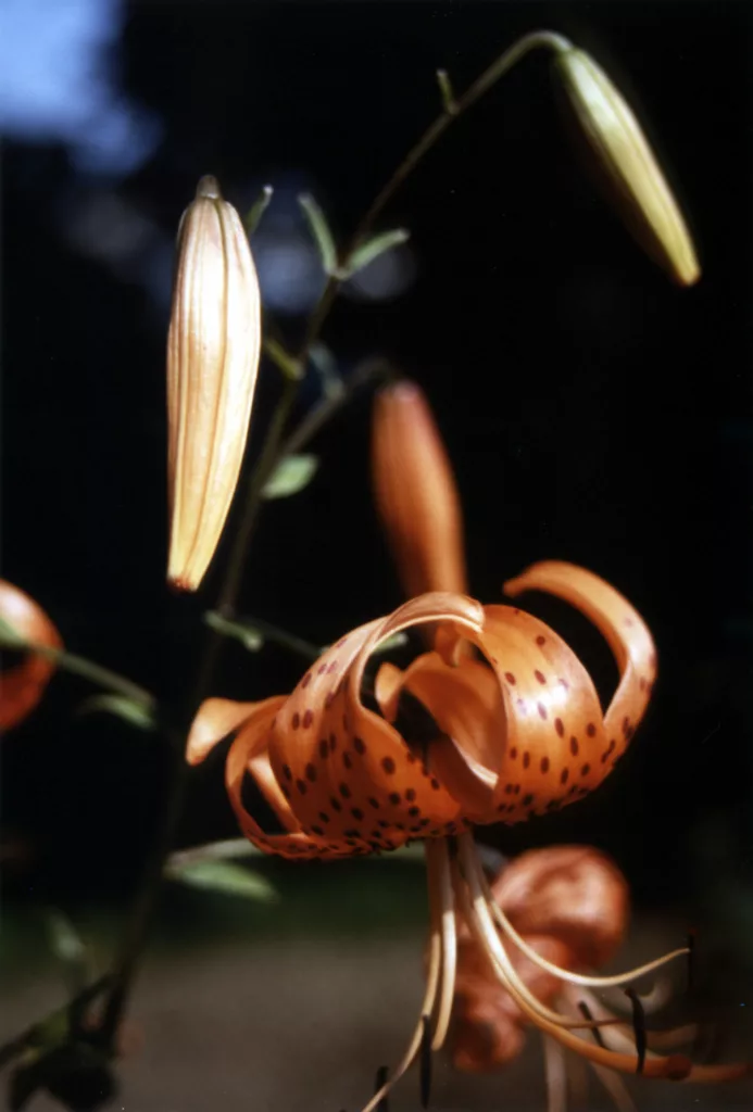 berlin_fleur_orange