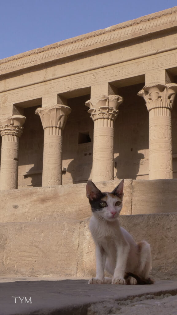 Philae _26_temple_chat_TYM